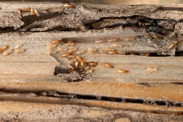 Wildlife Control Services in Pine Hills, CA